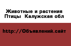 Животные и растения Птицы. Калужская обл.